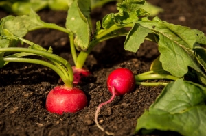 radish